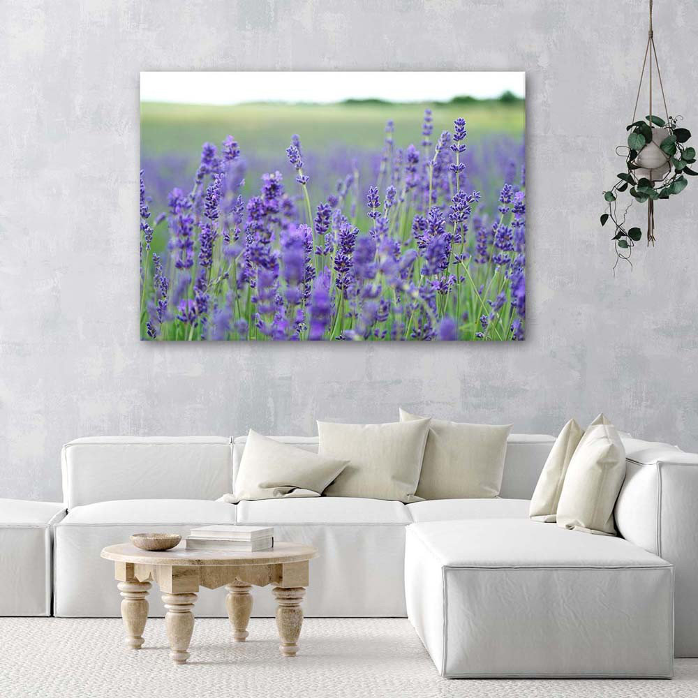 Leinwandbild Lavender fields