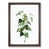 Walnut Framed