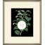 White Floral On Black 4 Painting