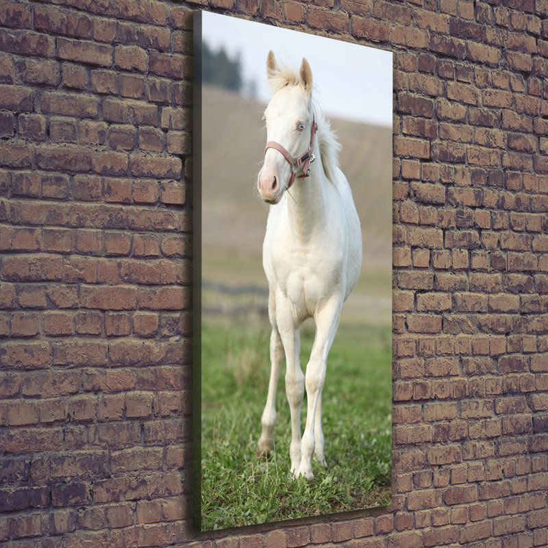 Albino Horse - Wrapped Canvas Print