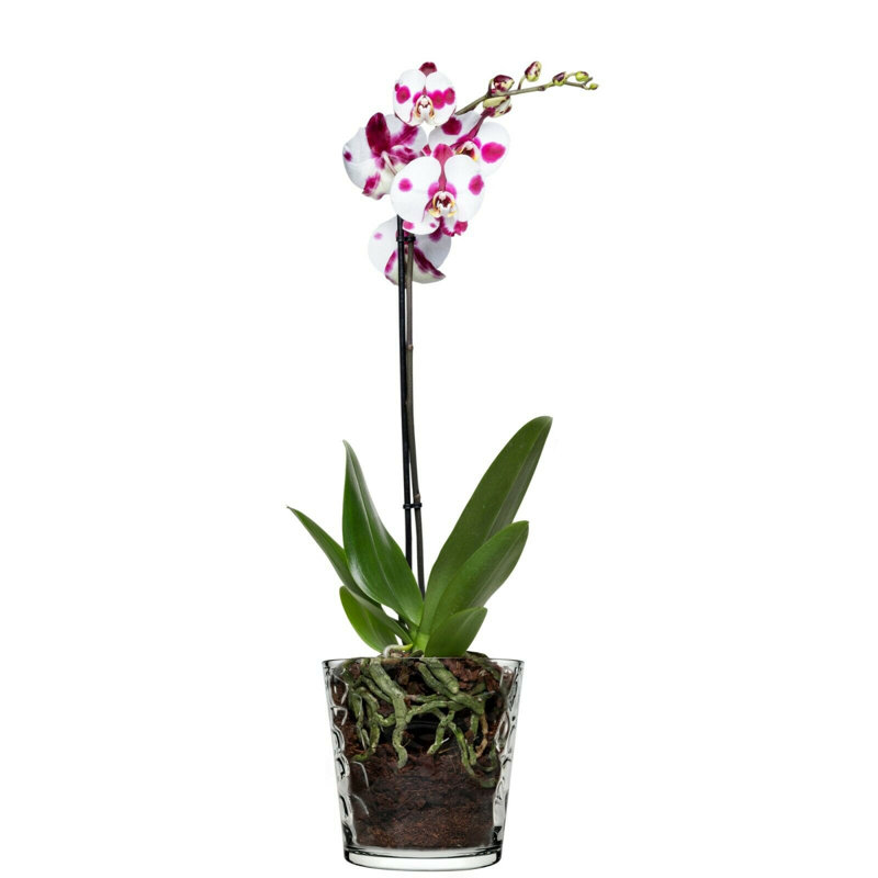 Gaby Glass Table Vase