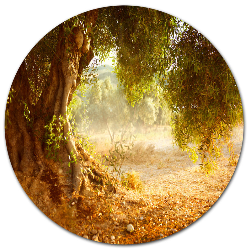 «Beautiful Old Olive Tree», reproduction de photo sur métal, H 23 po x l 23 po