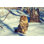 Siberian Cat - Photographie sur toile tendue