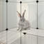 Culberson Small Animal-879683396