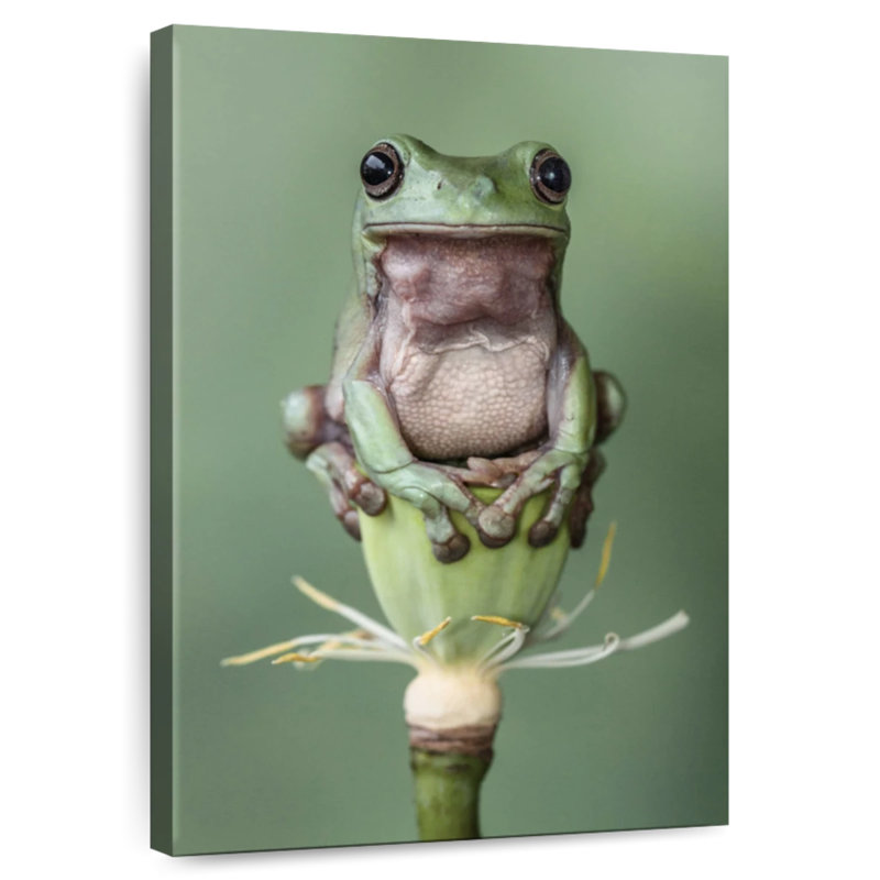 Grenouille rousse sur une fleur de lotus, H 48 po x l 32 po