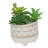 Faux Succulent Plant in Ceramic Pot-209760562-209760566