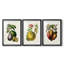 Fruit of the Tropics IV - reproduction sur mesure encadrée de qualité supérieure - 3 pièces-672061409-672061408
