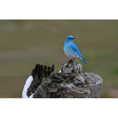 " Bluebird Beauty "