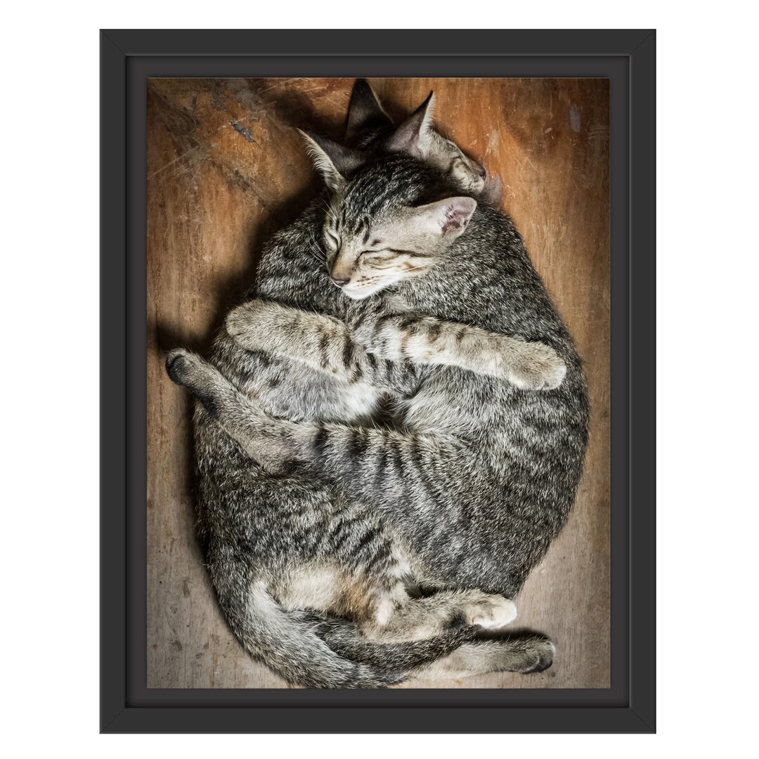 Gerahmter Kunstdruck Cuddling Cats