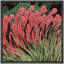 Impression sur toile Stitch Green Plants-109881608-109881610