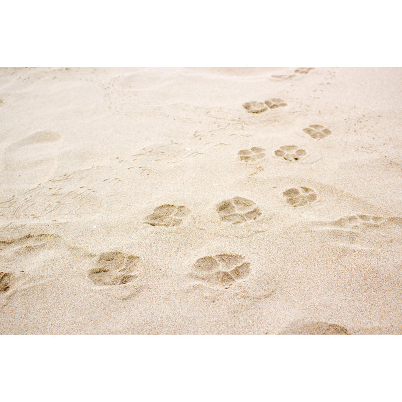 Dog Paw Footprint On Sand by Mydoc3737 - Wrapped Canvas Print, 30cm H x 46cm W x 3.8cm D