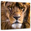 Tête de lion Brampt Regal-109358753