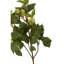 Fiori Hops Arrangement