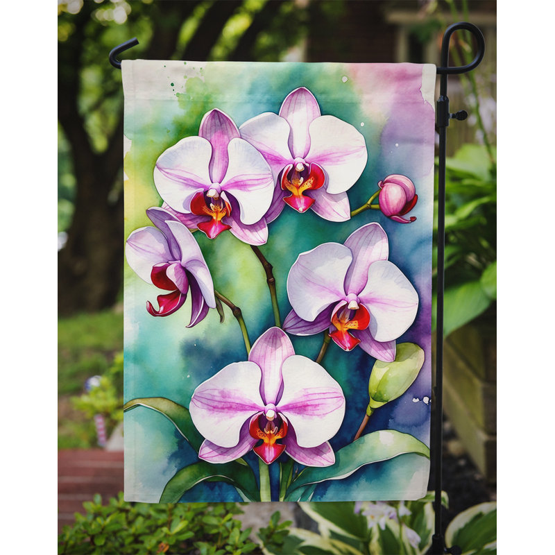 Drapeau d'hypericum ou de millepertuis, Orchidées phalaenopsis