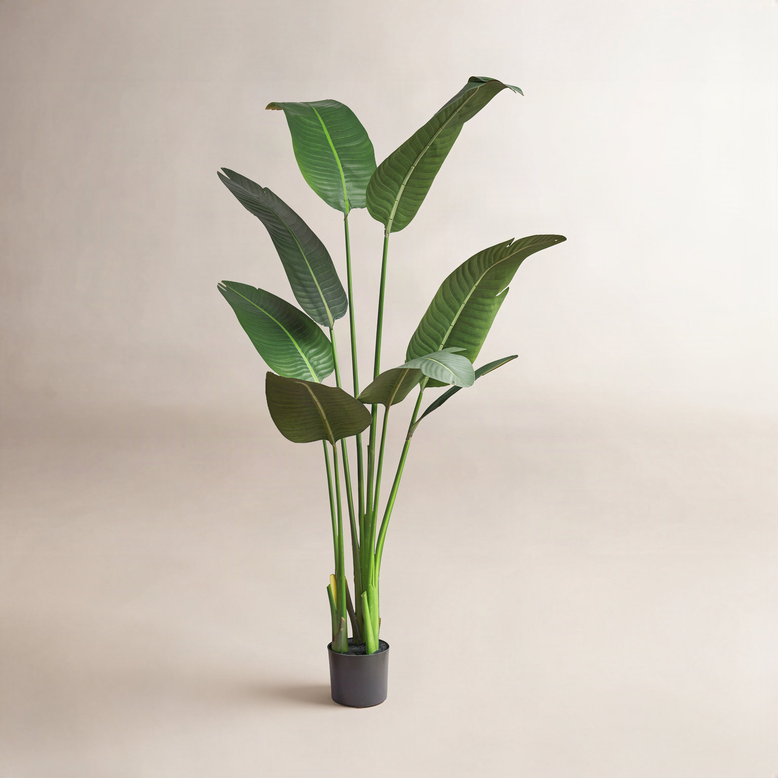 Banana Leaf Plant in Pot, 1, 46.5" H x 25" W x 25" D
