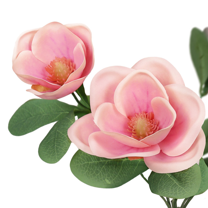 Magnolia, Rose fuchsia