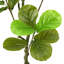 125cm Plant