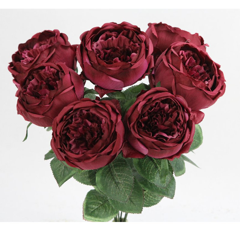 Buisson de roses en pleine floraison, Prune
