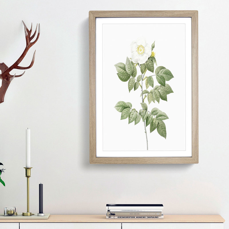 Leschenault's Rose in White by Pierre-Joseph Redoute - Picture Frame Painting Print, 36cm H x 27cm W x 2cm D, Oak Framed