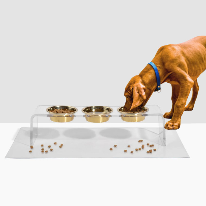 Bol à nourriture moyen pour chien avec bols dorés, 6,5 tasses