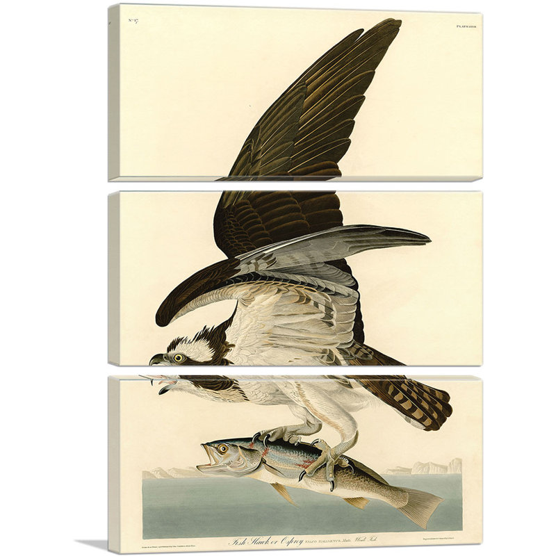 «Fish Hawk Osprey» par James Audubon, ensemble de 3 reproductions d'art sur toiles tendues, H 60 po x l 40po x P 1,5 po