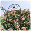 Ensemble de 2 treillis de jardin en métal antirouille pour plantes grimpantes - Support de fleurs d'extérieur de 86,7 po de hauteur avec motif de papillons