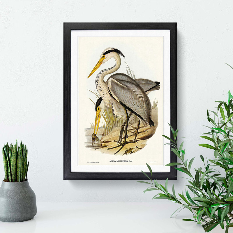 Great Grey Herons by Elizabeth Gould - Framed Print, 65cm H x 48cm W x 2cm D, Black Framed