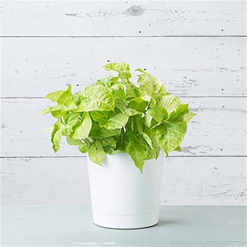 Karstin Pot Planter, 10" H x 10" W x 10" D
