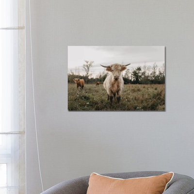 The Curious White Highland Cow by Chelsea Victoria - Wrapped Canvas Print