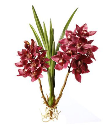 ORCHID CYMBIDIUM PLANT STEM