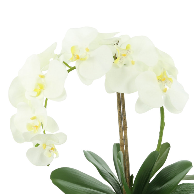 Orchidée dans un vase