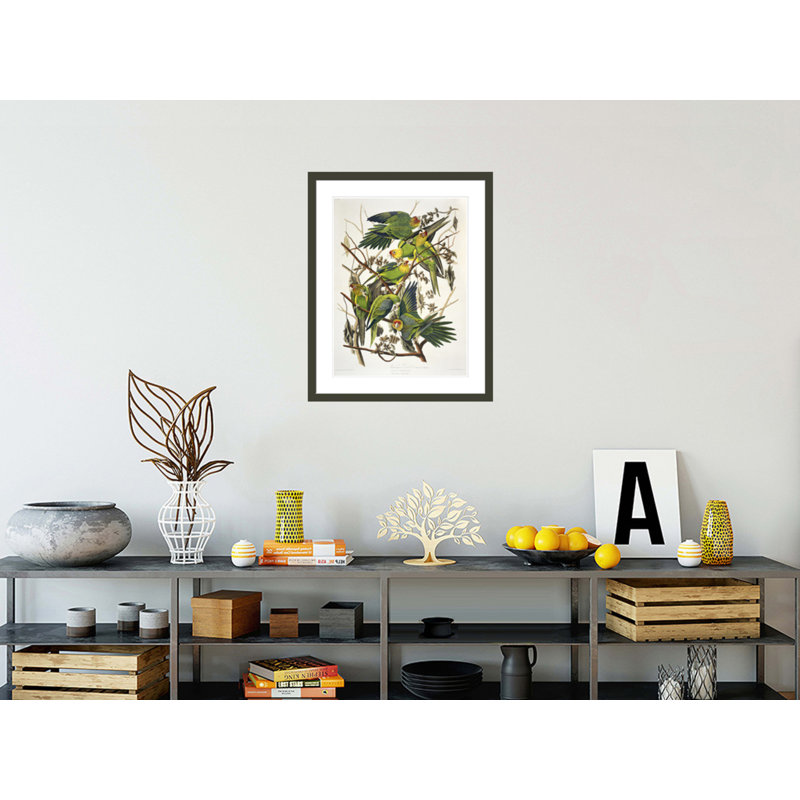 Carolina Parakeet from «Birds of America» par John James Audubon, impression giclée encadrée, H 29,23 po x l 23,5 po