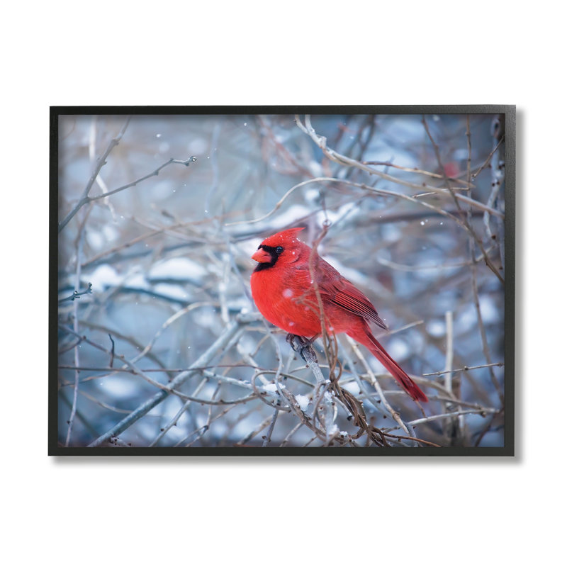 Cardinal In Winter Branches par Karen Burke, H 11 po x l 14 po x P 1,5 po, Giclée encadrée noir minuit