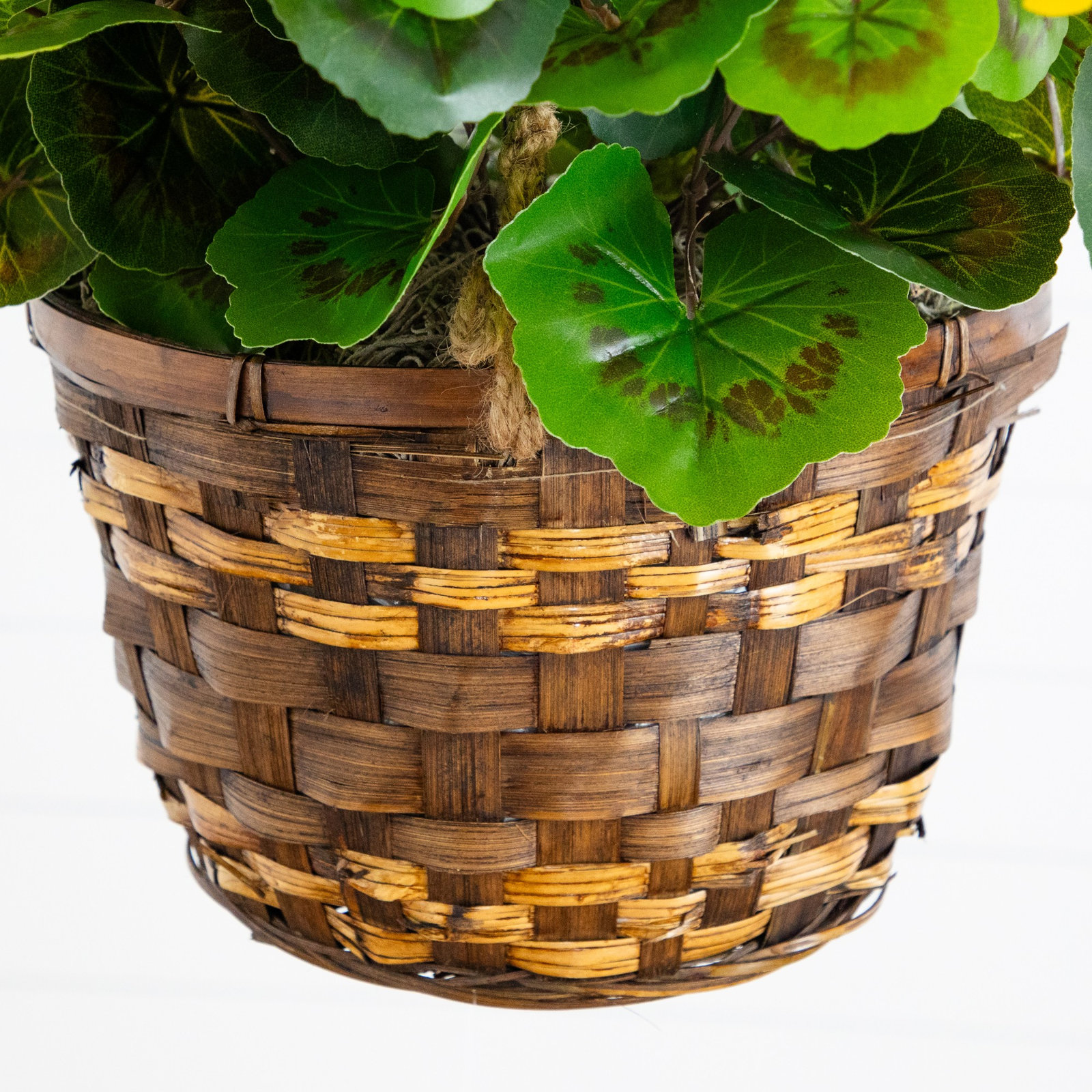 UV Resistant Geranium Hanging Basket, Yellow