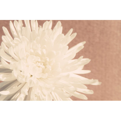Blush Burst I - Graphic Art