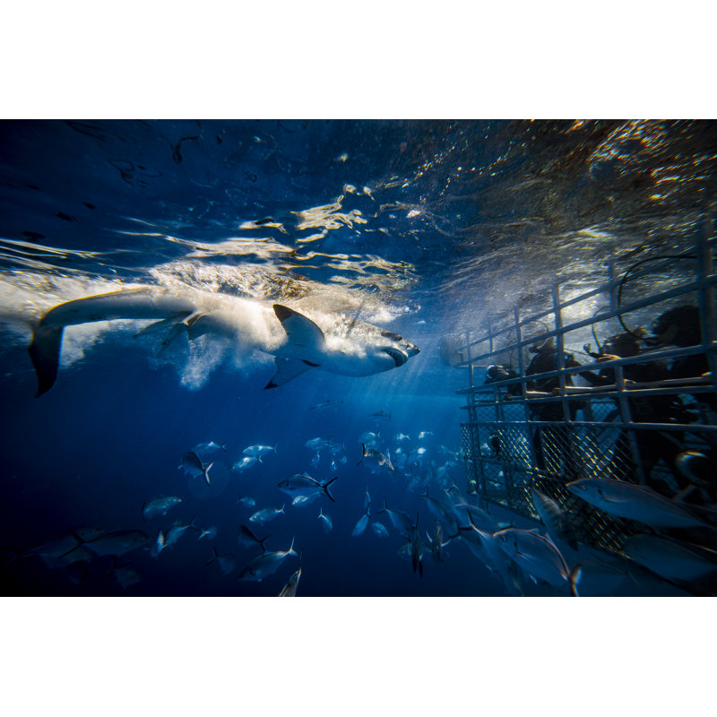 Great white shark, 61cm H x 91cm W
