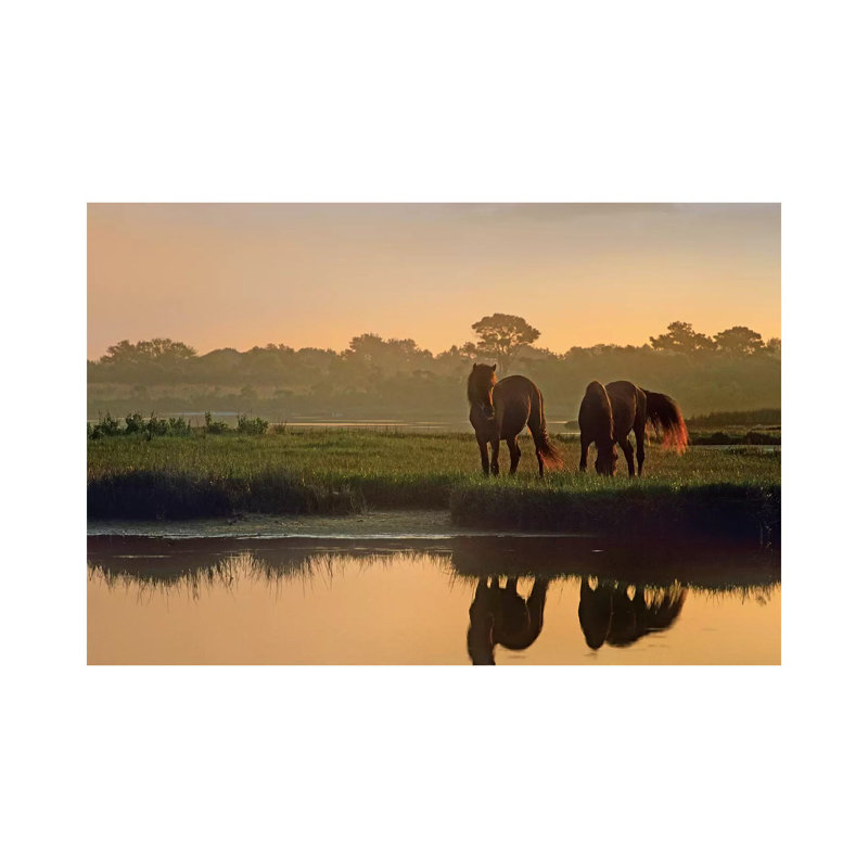 Wild Horse Pair Grazing At Assateague Island National Seashore, Maryland by Tim Fitzharris - Wrapped Canvas Print