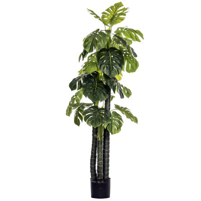 Arbre de Panama Monstera Ceriman