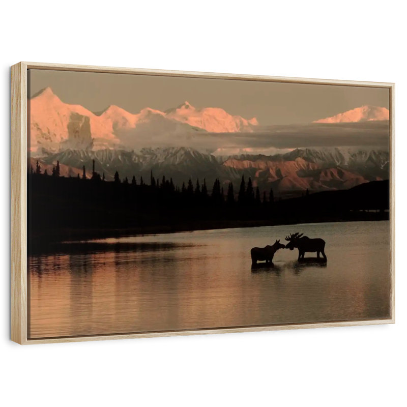 Courting Moose In Wonder Lake, Cadre flottant en bois naturel, 46 po x 31 po