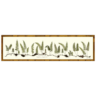 Resurrection Fern Print by Sandy Whitaker