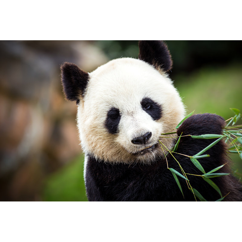Giant Panda - Wrapped Canvas Print, 20cm H x 30cm W x 3.8cm D