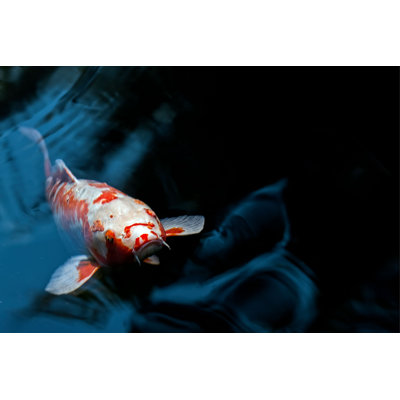"Single Koi in Pond" par Kbytes - photographie sur toile tendue