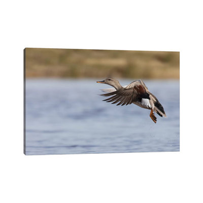 Gadwall Drake Flying by Ken Archer - Wrapped Canvas Gallery-Wrapped Canvas Giclée