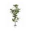 Alpine Ficus Tree