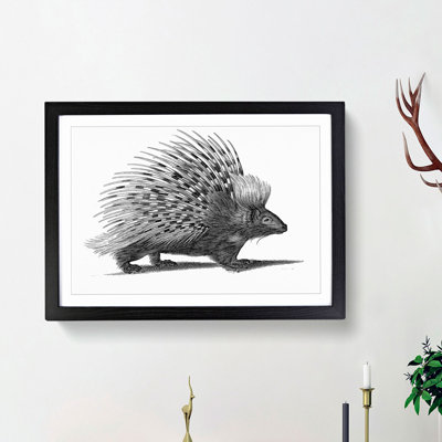 Porcupine by George Shaw - Picture Frame Drawing Print