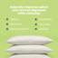 Coussin en coton biologique avec taie d'oreiller - Coussin doux rembourré en kapok biologique avec protection lavable hypoallergénique, 20 po x 36 po-1250101547