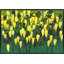 Green To Yellow Print by Helen Parker-1159639637