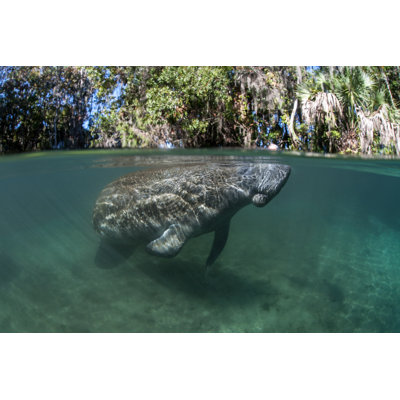 Florida Manatee - Photographie sur toile tendue
