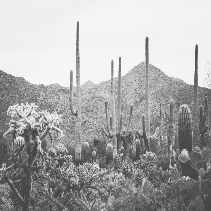 Un rassemblement de cactus, H 12 po x l 12 po, Non, Toile tendue