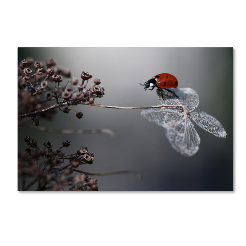 « ladybird on hortensia », impression sur toile tendue, H 12 po x l 19 po